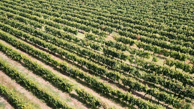 Vista dall'alto di un bellissimo paesaggio di vigneti