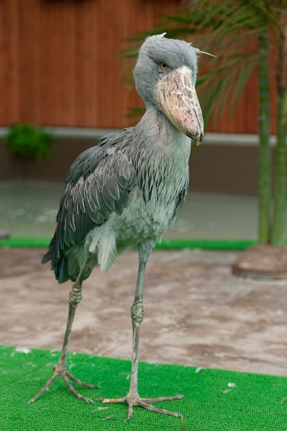 Foto l'uccello shoebill balaeniceps rex conosciuto anche come cicogna dalla testa di balena o cicogna dal becco a scarpa