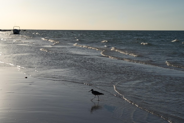 Bird on the shore of the beautiful beach of Holbox in Mexico