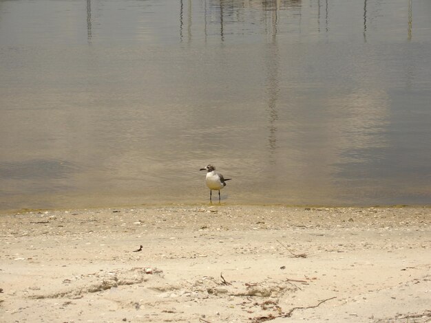 Photo bird on shore