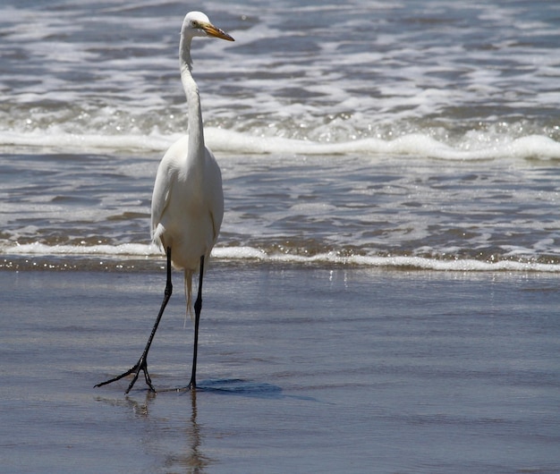 Bird on shore