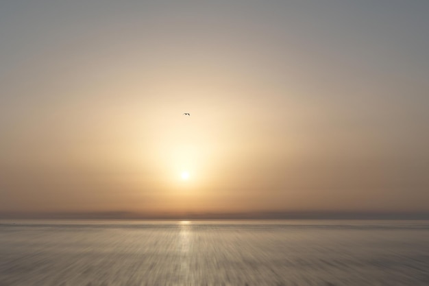 Foto silhouette di uccello al tramonto sulla spiaggia