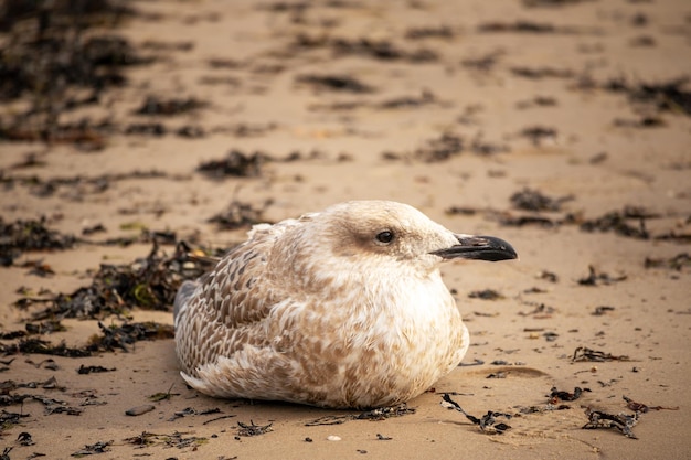 A bird sits on a beach with the seaweed on the sand.