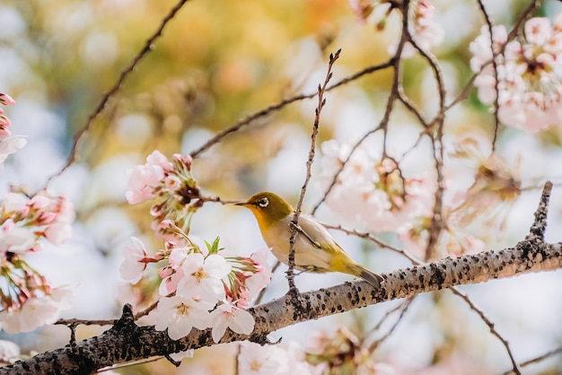 Photo a bird sits on a branch of a cherry blossom tree.