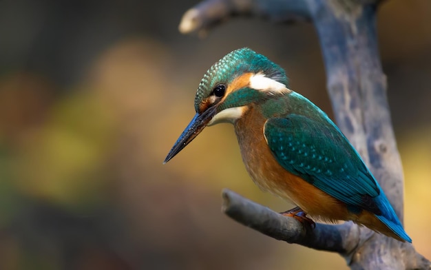 鳥は川の上の枝に座り、獲物を見越して水をのぞき込みます