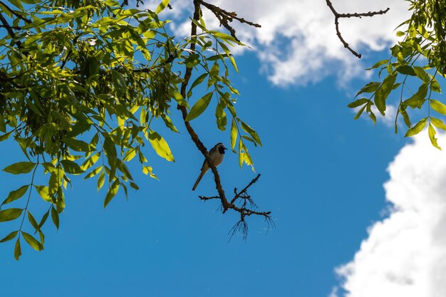 A bird sits on a branch in a tree with a blue sky behind it.