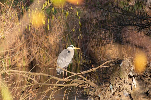 鳥が木の枝に座って、太陽が輝いています。