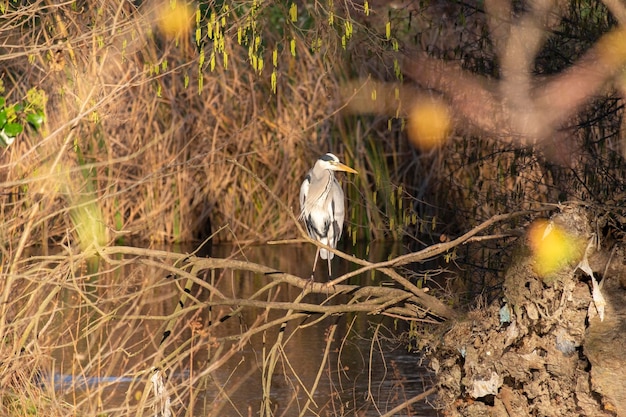 A bird sits on a branch in a tree with the word heron on it.