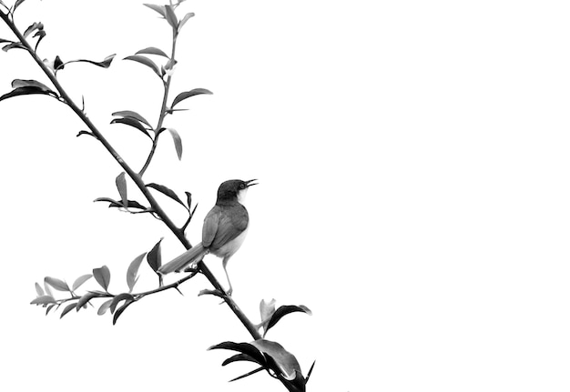 A bird sits on a branch with a flower in the foreground.