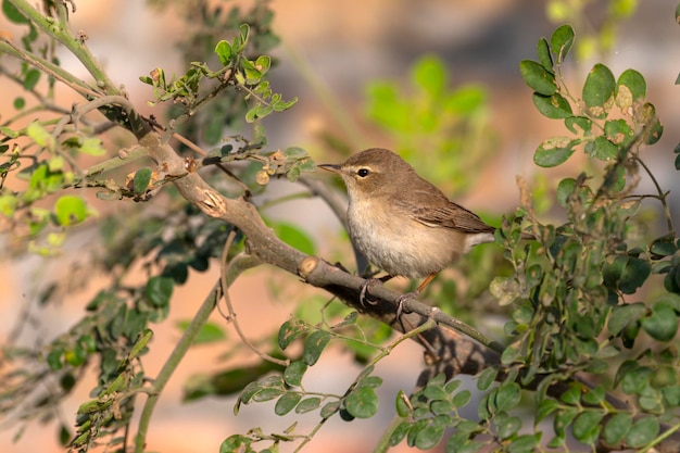 A bird sits on a branch with green leaves.