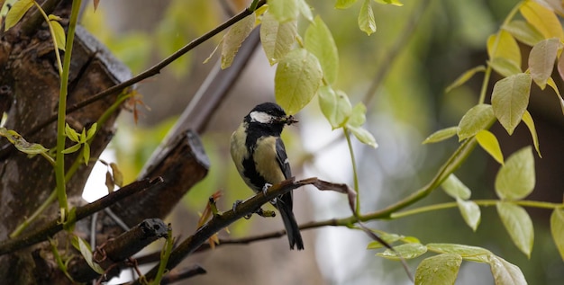 A bird sits on a branch with leaves on it