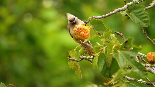 A bird sits on a branch with a yellow seed in its beak