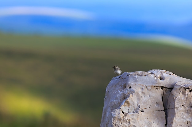 鳥は、ロシアの北コーカサスで撮影された崖の端に座っています。