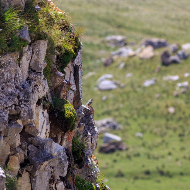 The bird sits on the edge of a cliff