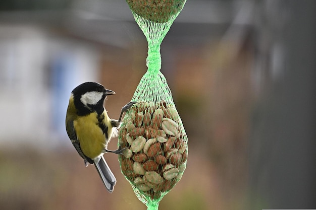 A bird sits on a feeder with a bird on it.