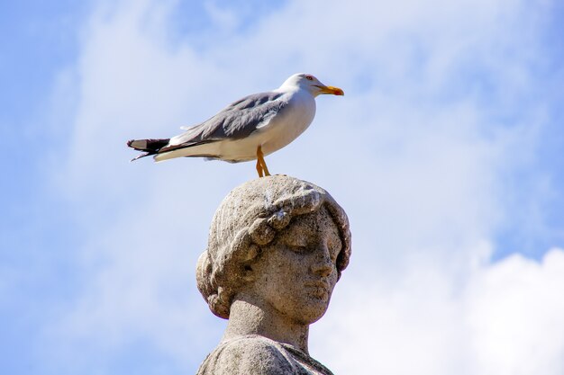 The bird sits on the head of the statue