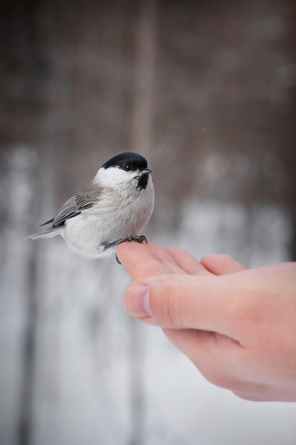 A bird sits on a person's finger in the snow.