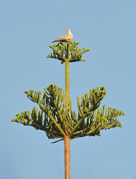 Photo a bird sits on a plant with a blue sky in the background.