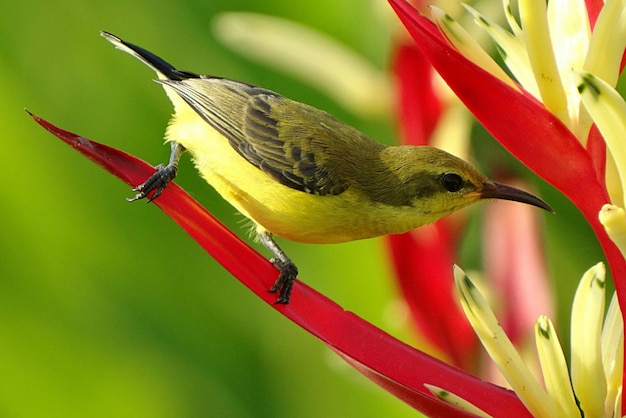 Foto un uccello si siede su un fiore rosso con un fiore rosso sullo sfondo