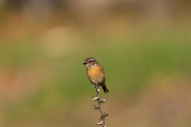 A bird sits on a twig with a green background.