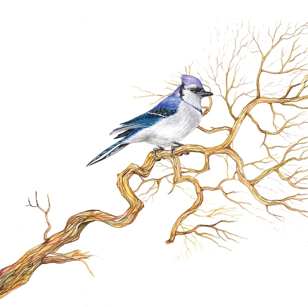 Bird sitting on a branch watercolor illustration