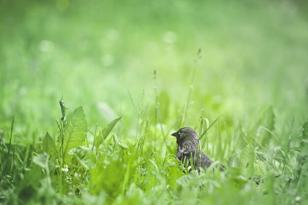 Bird sitting in the green grass