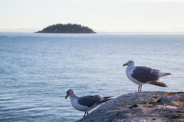 Bird sitting on a rock during a vibrant sunset