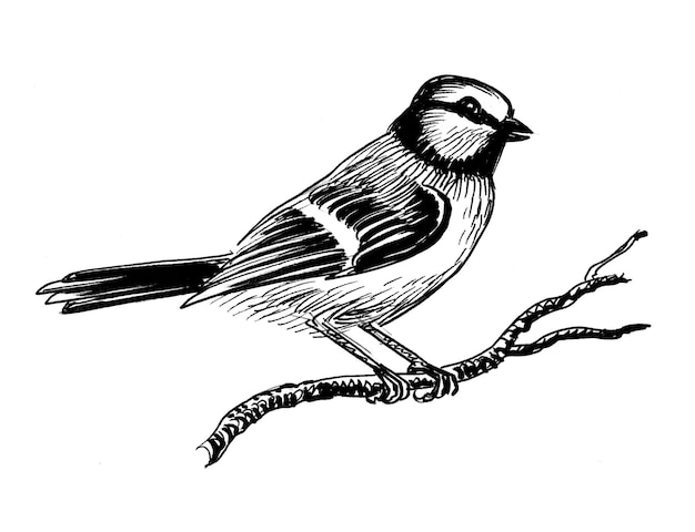 Bird sitting on a tree branch. Ink black and white drawing