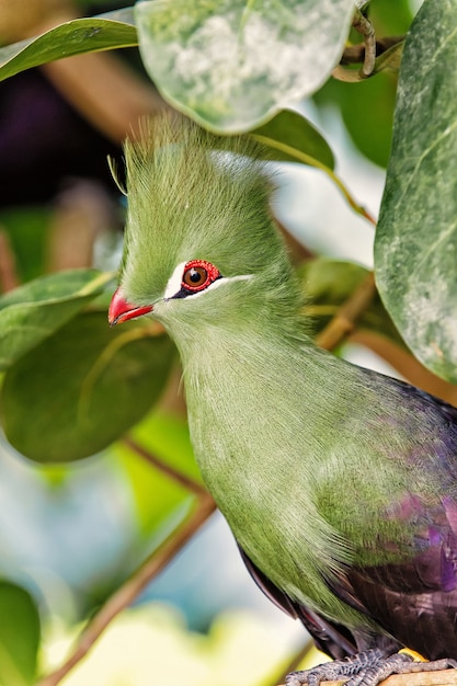 Bird sitting on tree branch in park or wood with green colored feathers and tuft on sunny summer day on natural background. Wildlife and nature. Ornithology