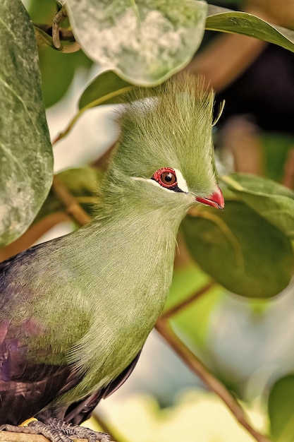 Bird sitting on tree branch in park