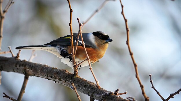 Photo a bird sitting on the tree in heavy frost snow weather