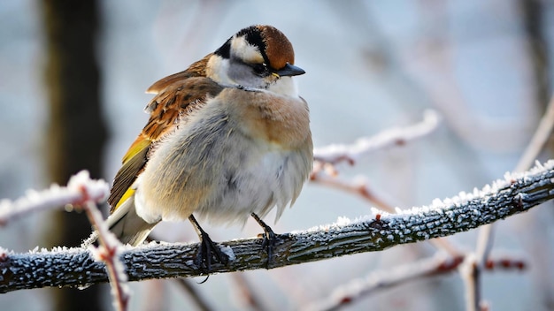 Photo a bird sitting on the tree in heavy frost snow weather