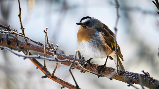 Photo a bird sitting on the tree in heavy frost snow weather