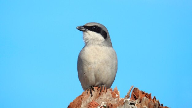 Bird sitting on tree