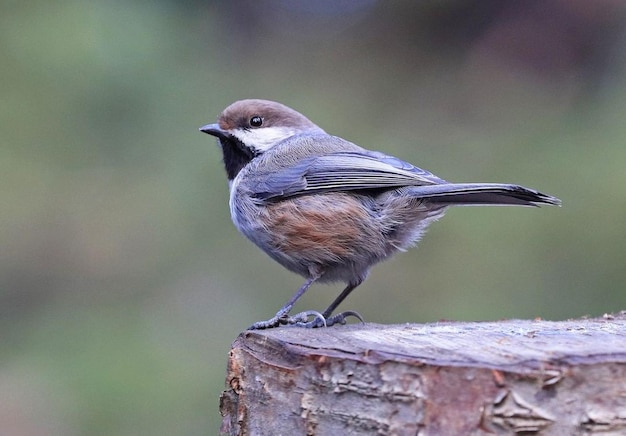 Bird Sitting