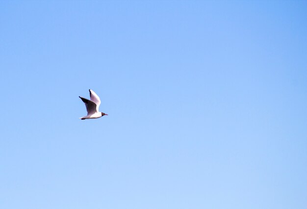Птица в небе. Летающая птица в голубом небе