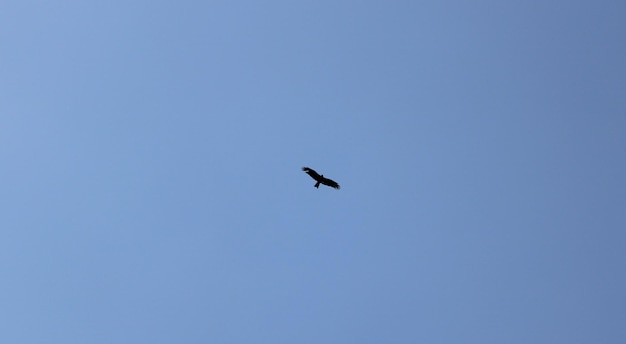 A bird in the sky with a blue sky behind it