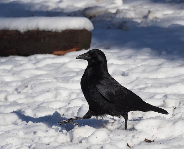 雪に覆われた畑の鳥