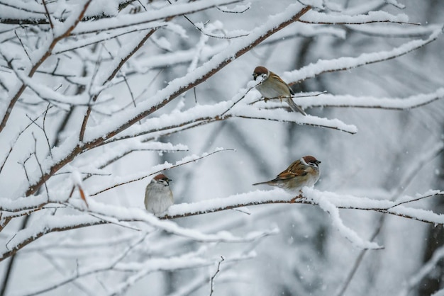 雪に覆われた枝の鳥、スズメ、野生動物のクローズアップ