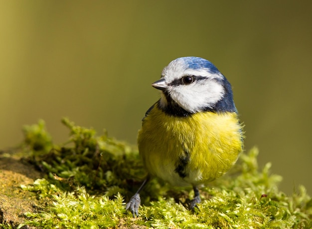 자연에서 가지에 앉아 있는 새 노래하는 새 파란 날개와 노란 배를 가진 작은 새가 가지에  ⁇ 고 가을에 다채로운 노래하는 새 파란 Tit 큰 tit 야생 사진 아름다운 노래하는 새