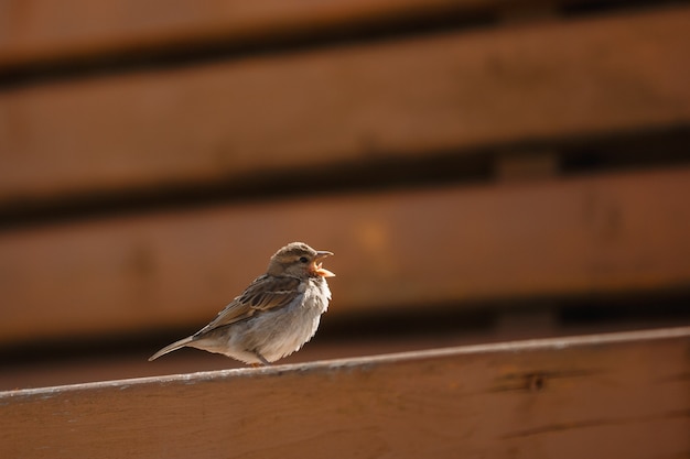 Bird, sparrow, close-up, wings, beak