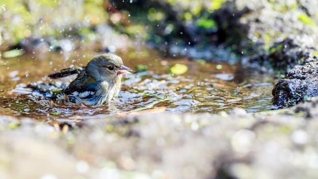 Птицы брызгают водой