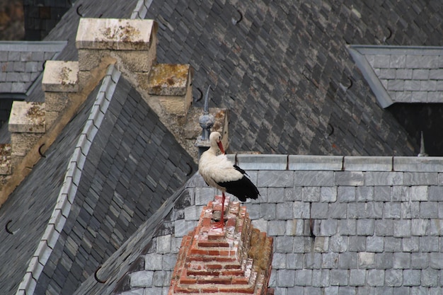 Foto un uccello su una scala