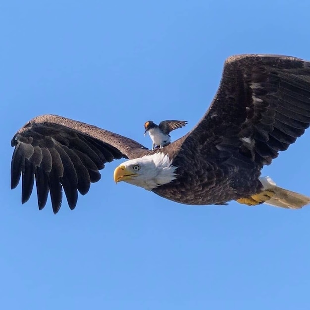 A bird standing on the back of an eagle