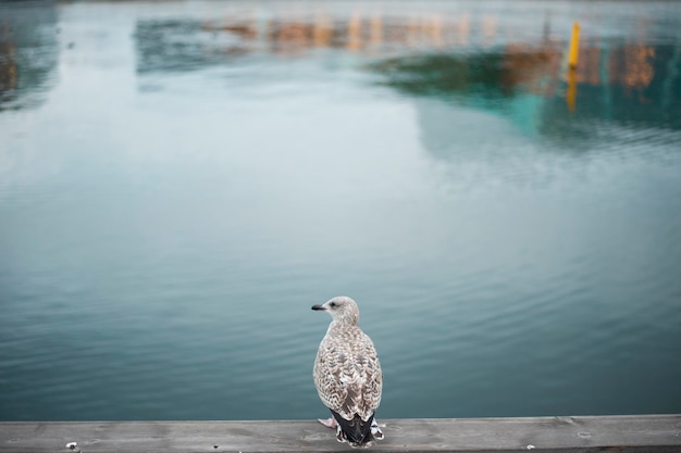 Bird standing on concrete near river