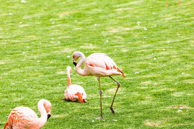 Bird standing in a field