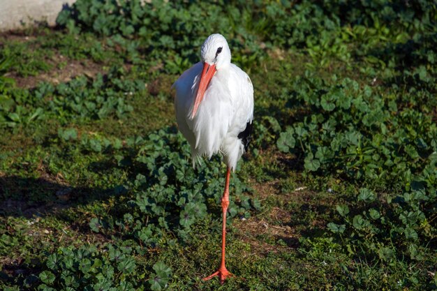 写真 水の中に立っている鳥