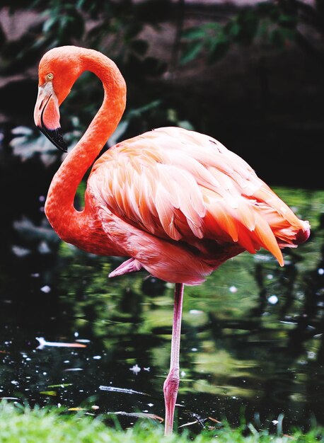 Photo bird standing in a lake