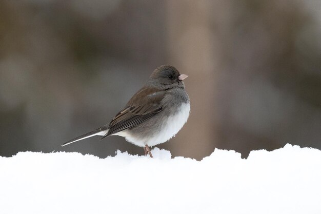 雪の中に立つ鳥