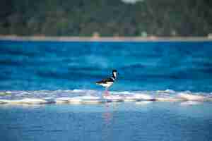 Photo bird stilt looking for food on campeche beach florianópolis